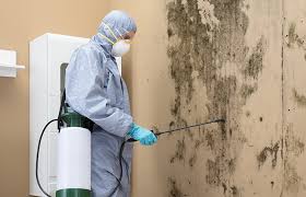 Biohazard Mold Removal in Sarasota, FL